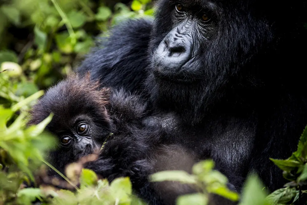 Mountain gorilla and infant in Rwanda’s forest