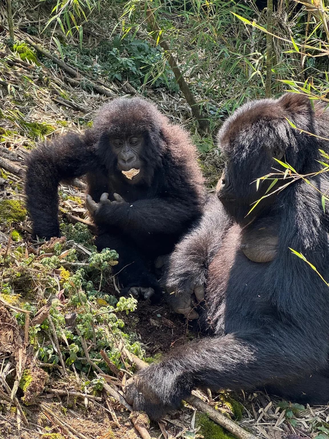 Mountain gorillas in the lush rainforest of Rwanda